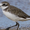 Siberian Sand Plover<br />Canon EOS 7D + EF400 F5.6L